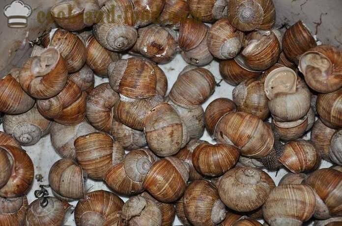 Paghahanda ng mga snails sa bahay - kung paano upang maghanda ng snails masarap na recipe na may larawan